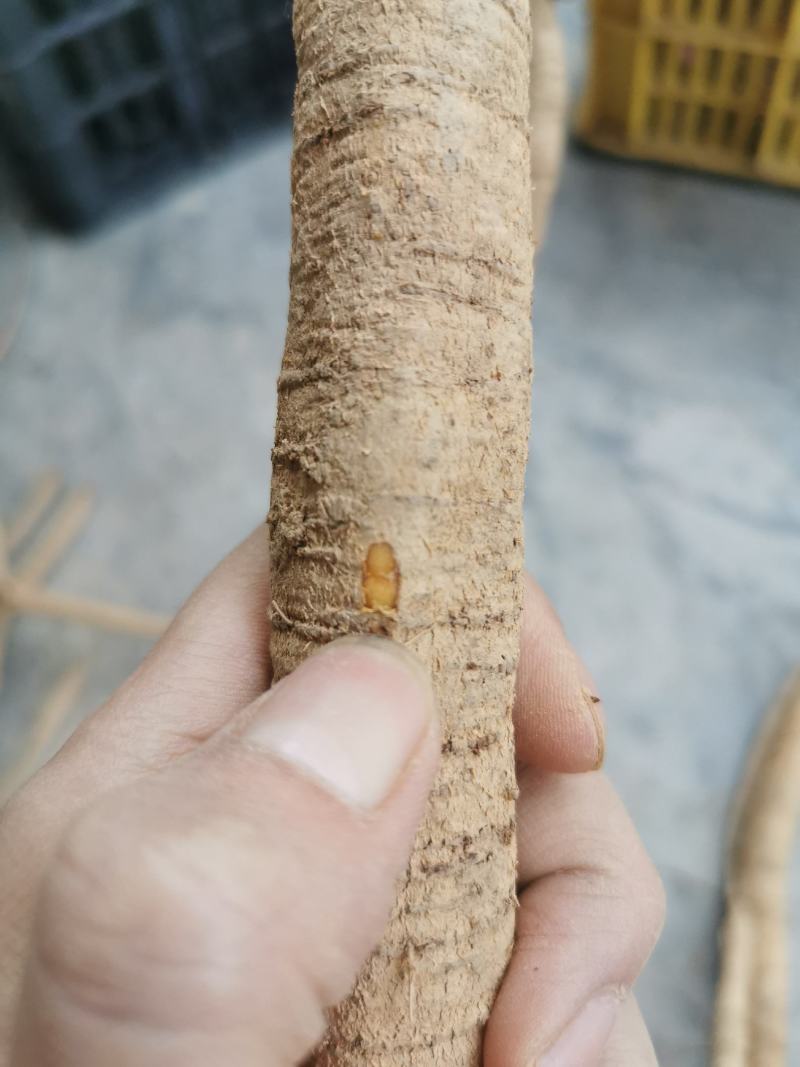 野生小叶牛大力粗皮
