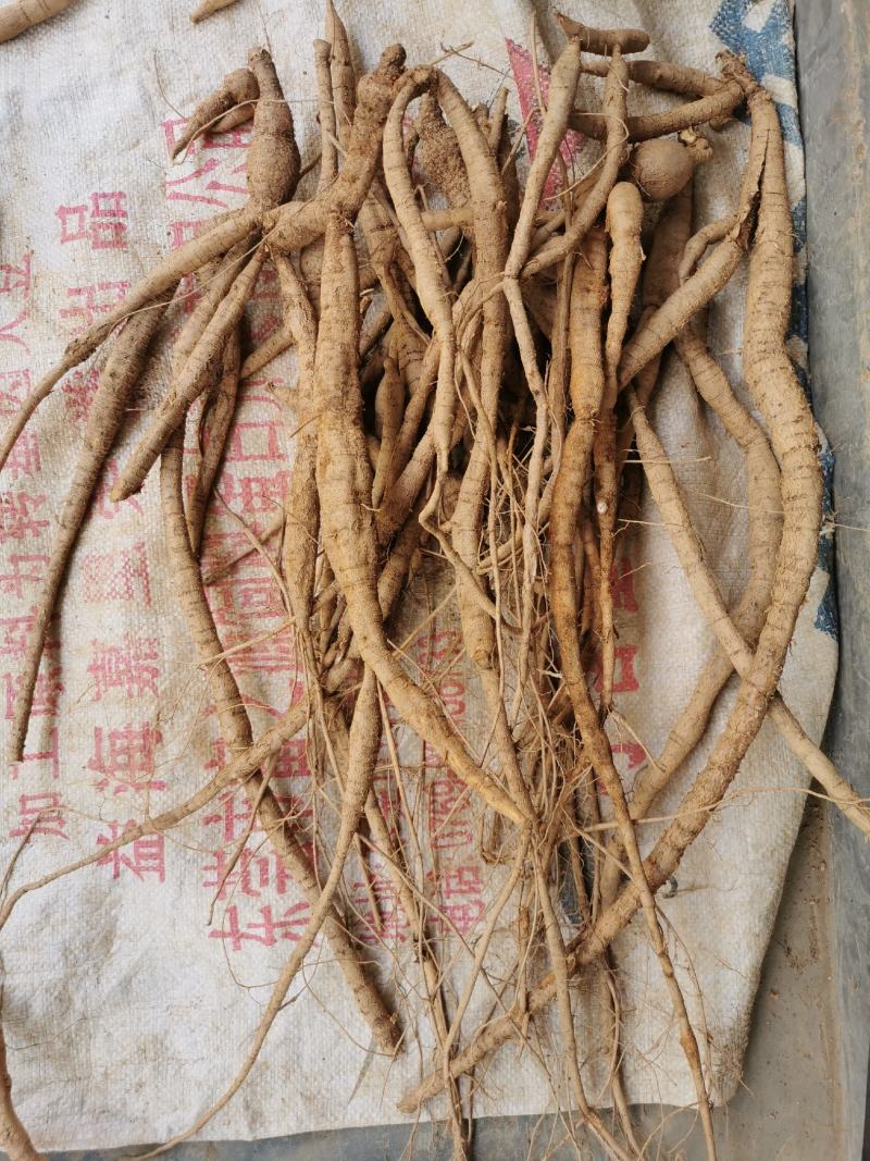野生小叶牛大力粗皮