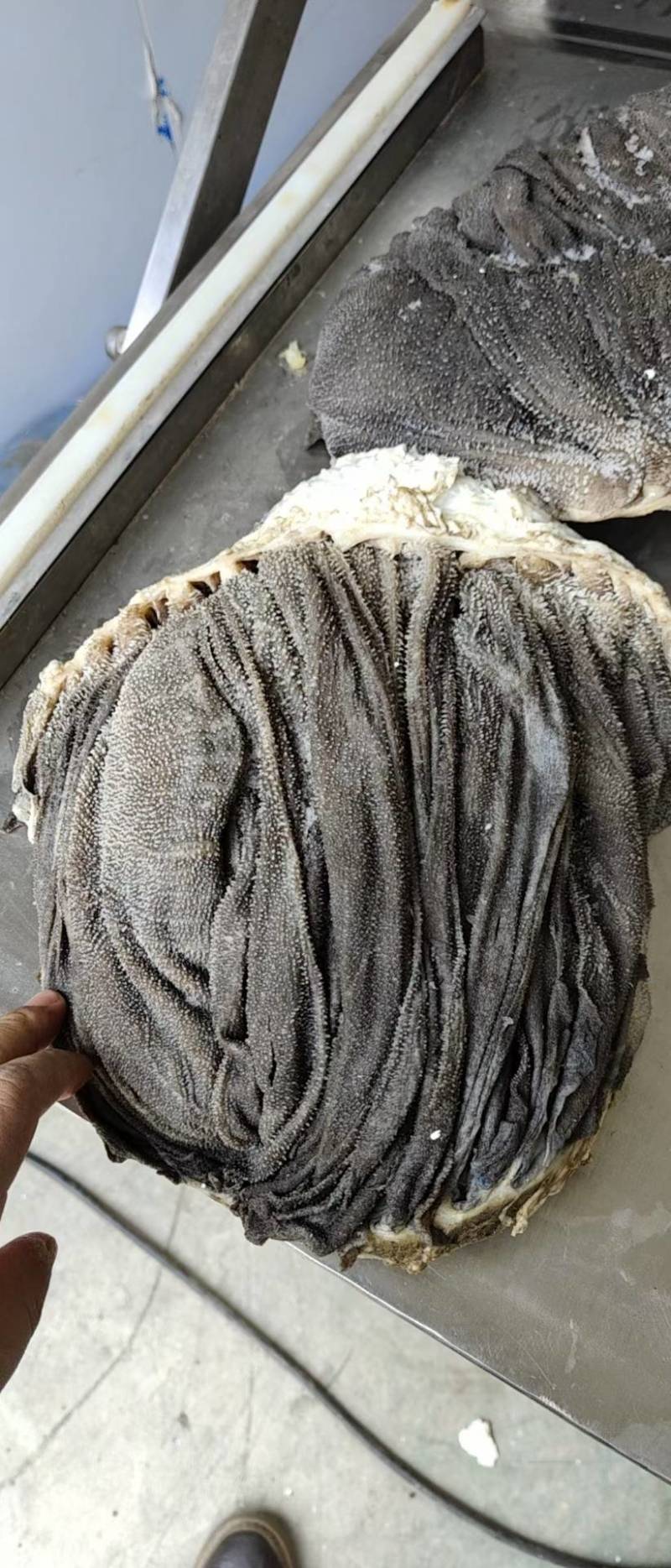 国产纯干冰鲜牛百叶，无掉毛，屠宰场每天出鲜货地板油很干净