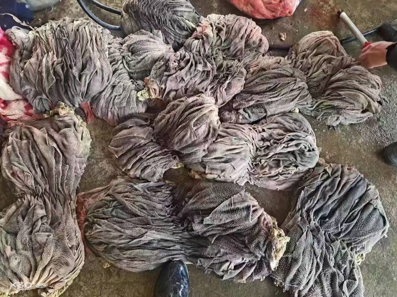 国产纯干冰鲜牛百叶，无掉毛，屠宰场每天出鲜货地板油很干净