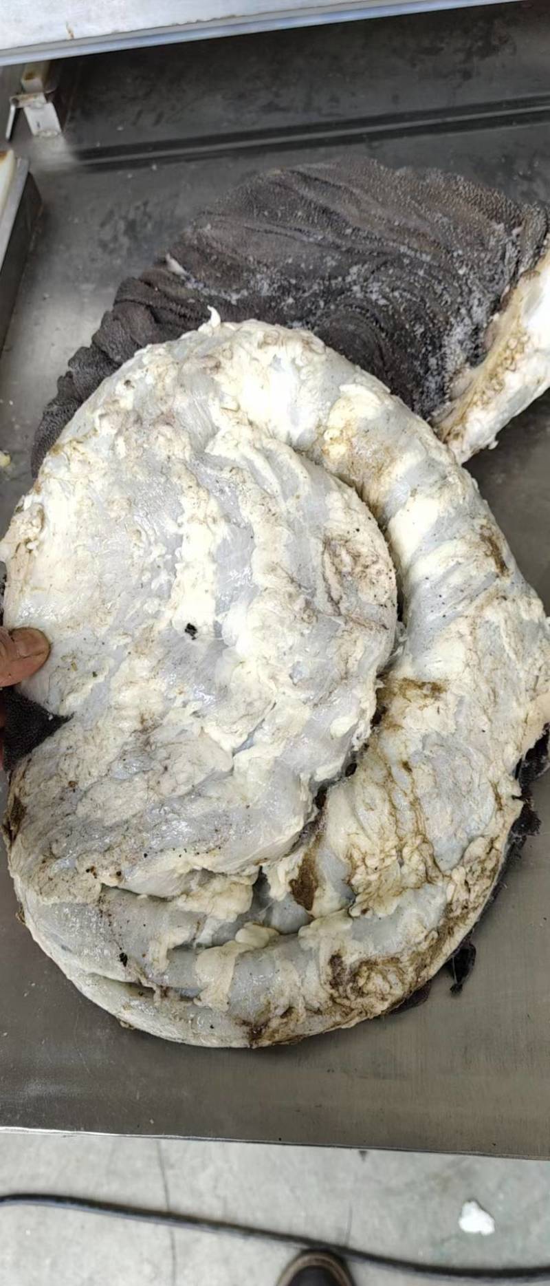国产纯干冰鲜牛百叶，无掉毛，屠宰场每天出鲜货地板油很干净