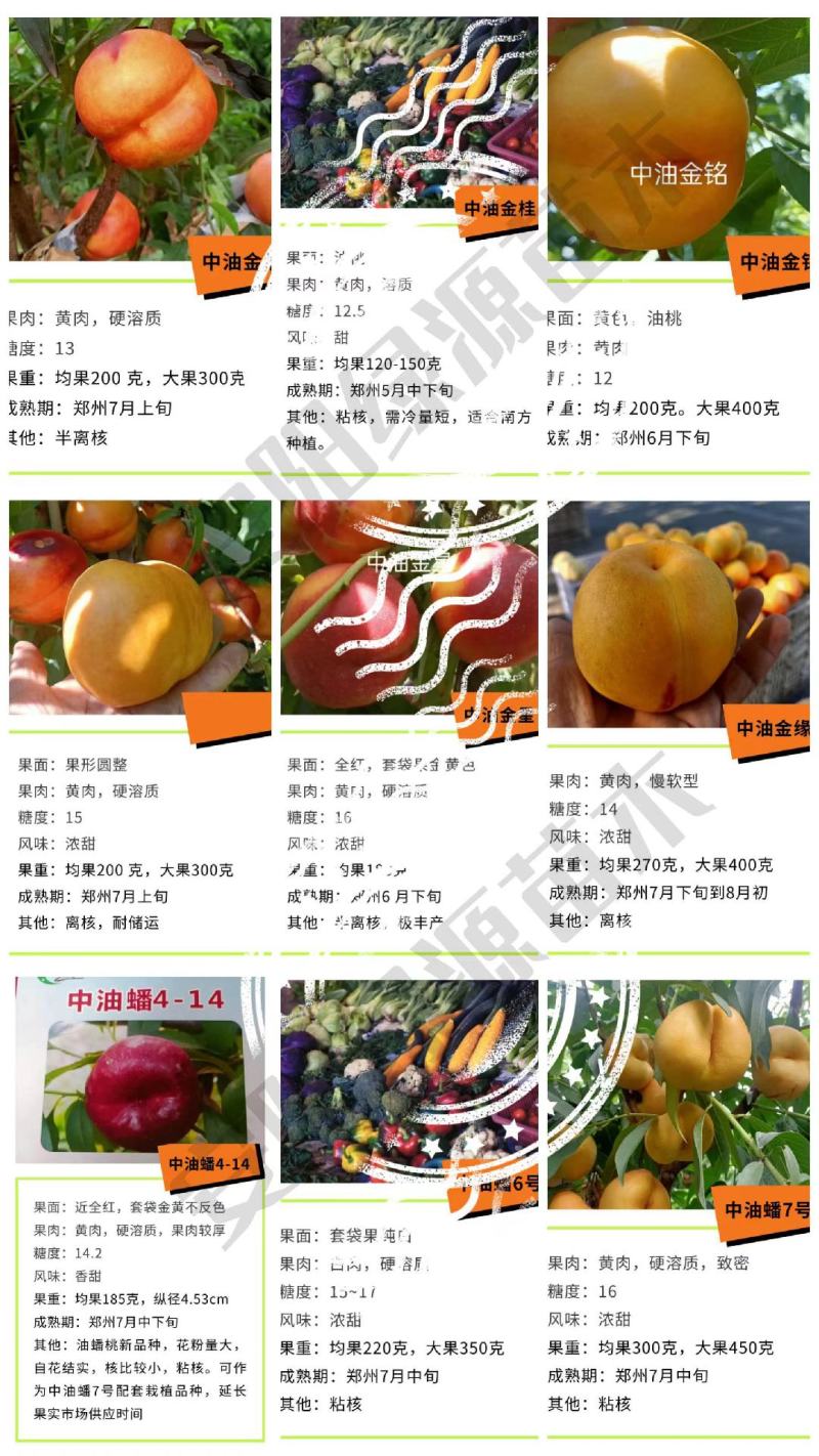 新品种桃树苗开始发货啦