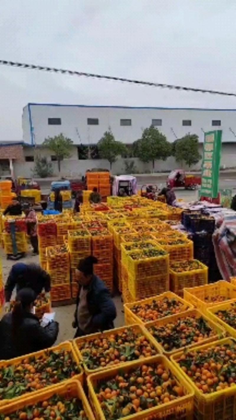 广西桂林沙糖桔对接商超社团、外贸电商、各大批发市场！