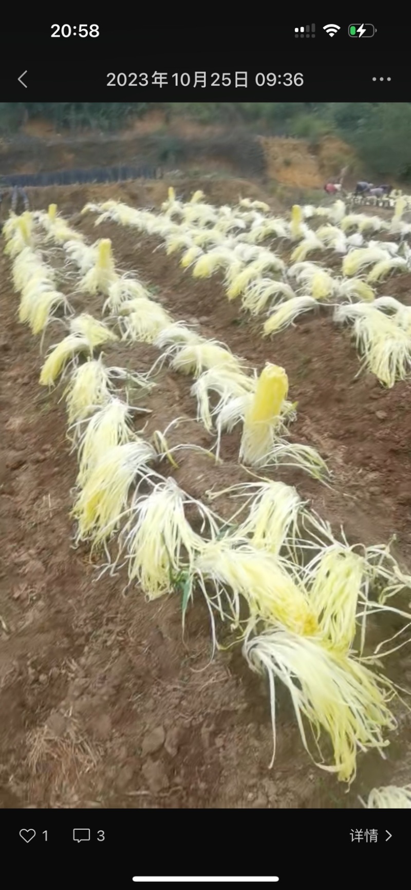 基地直销