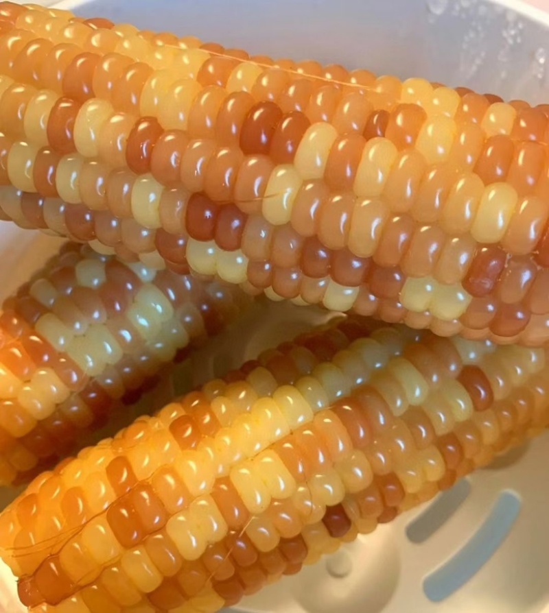 云南西双版纳香糯玉米玉米糯玉米产地直发一件代发