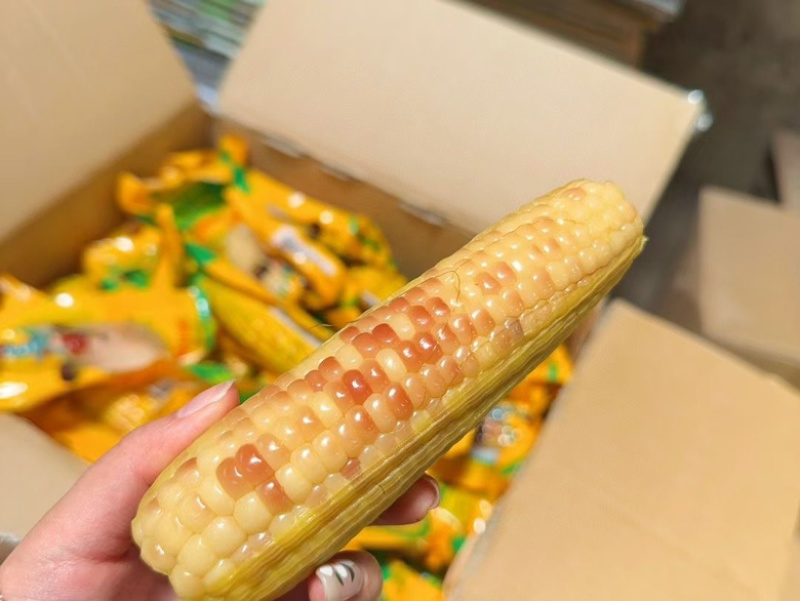 云南西双版纳香糯玉米玉米糯玉米产地直发一件代发
