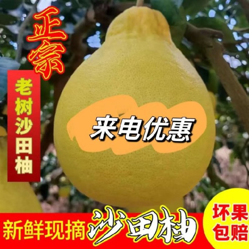 **甜高山老树沙田柚