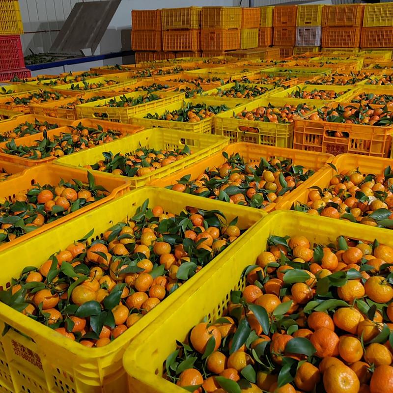 广西桂林八月桔沙糖桔对接商超社外贸，电商，市场等量大从优