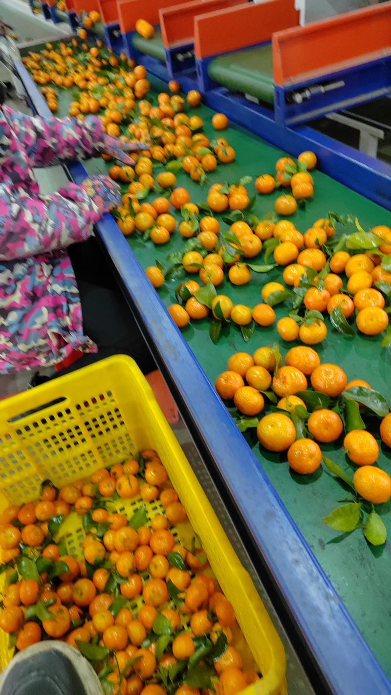 广西桂林八月桔沙糖桔对接商超社外贸，电商，市场等量大从优