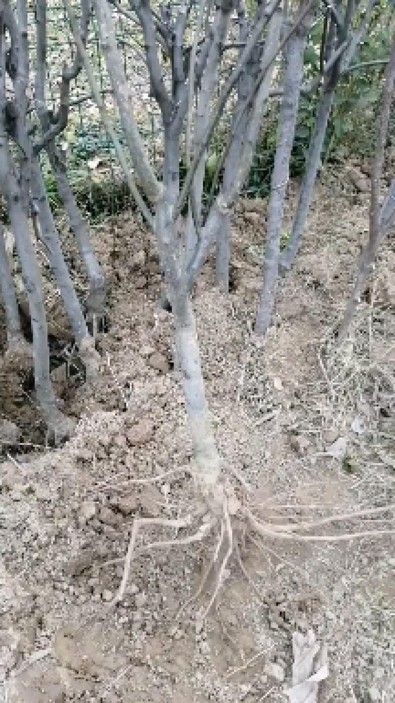 秋月梨树，纯度高，质量好，一手货源，诚信经营，欢迎光临！