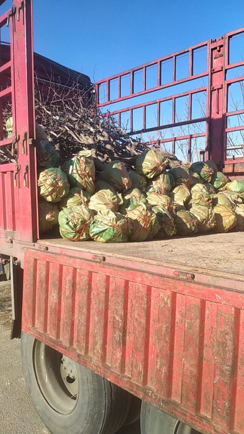 枣树
