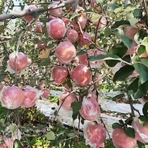 芮城县高山精品长枝富土苹果