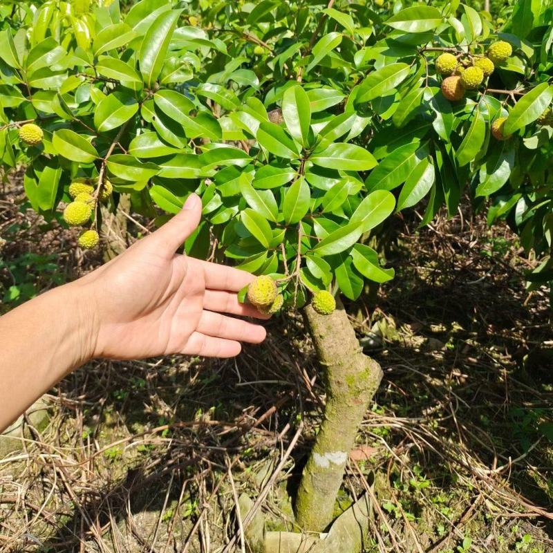 增城仙进奉茘枝苗