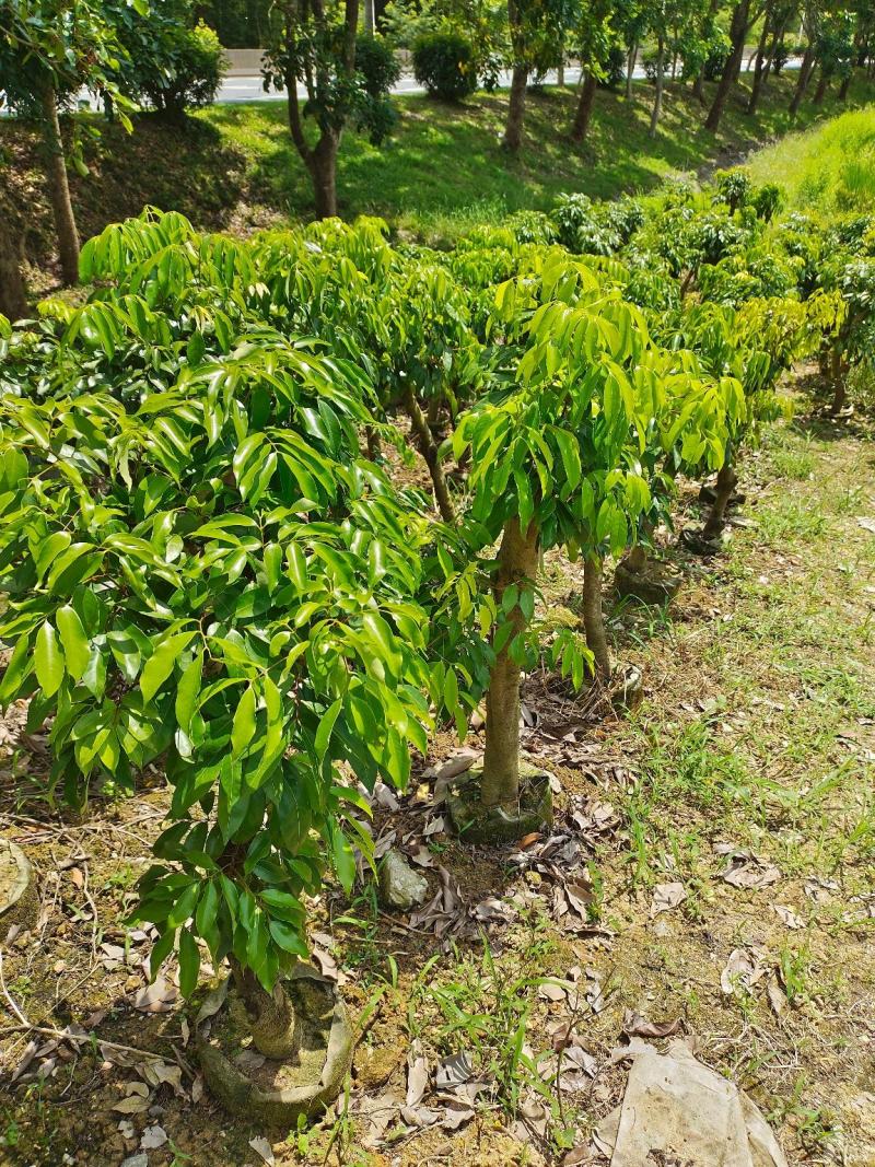 增城仙进奉茘枝苗