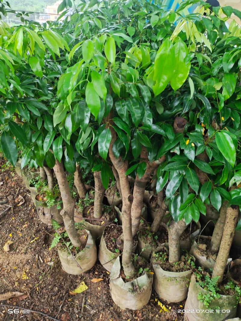 增城仙进奉茘枝苗