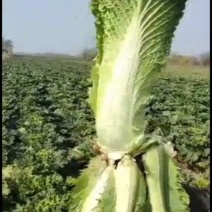 广西宾阳王灵镇竹筒青大白菜，秋绿60，大量上市了。