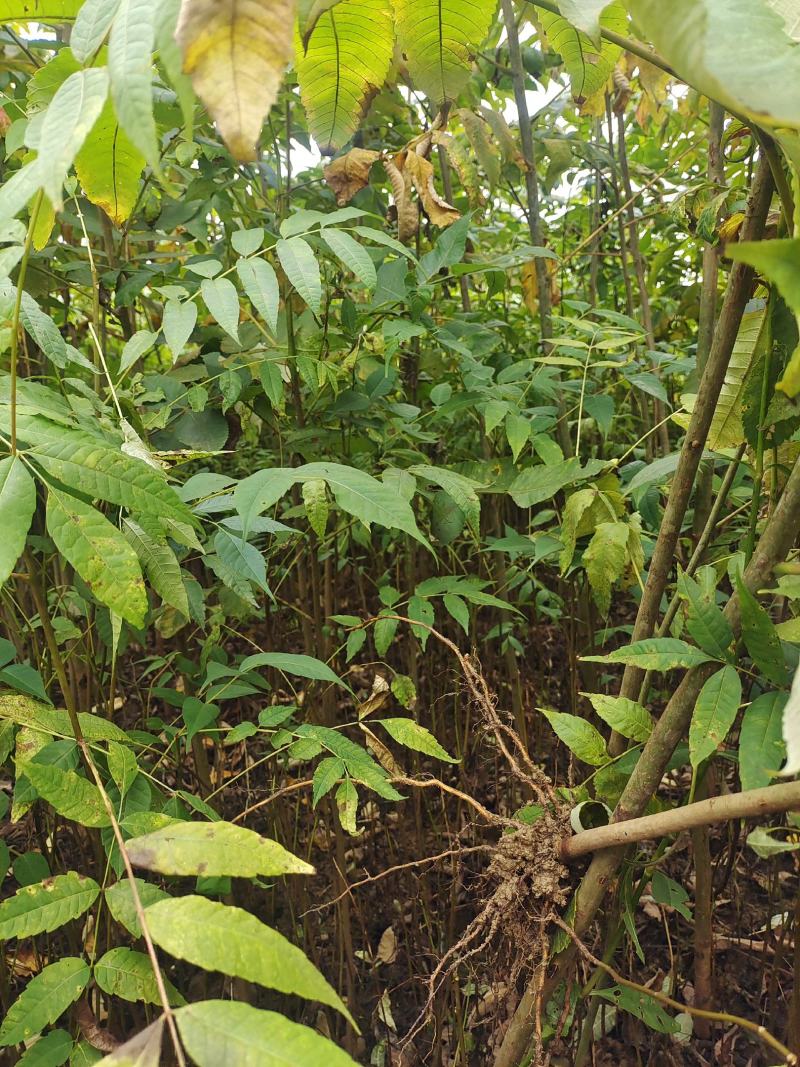 盐肤木小苗（五倍子），盐肤木苗，盐肤木树苗。基地直销，