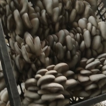 价格美丽，欢迎各位大佬前来订购