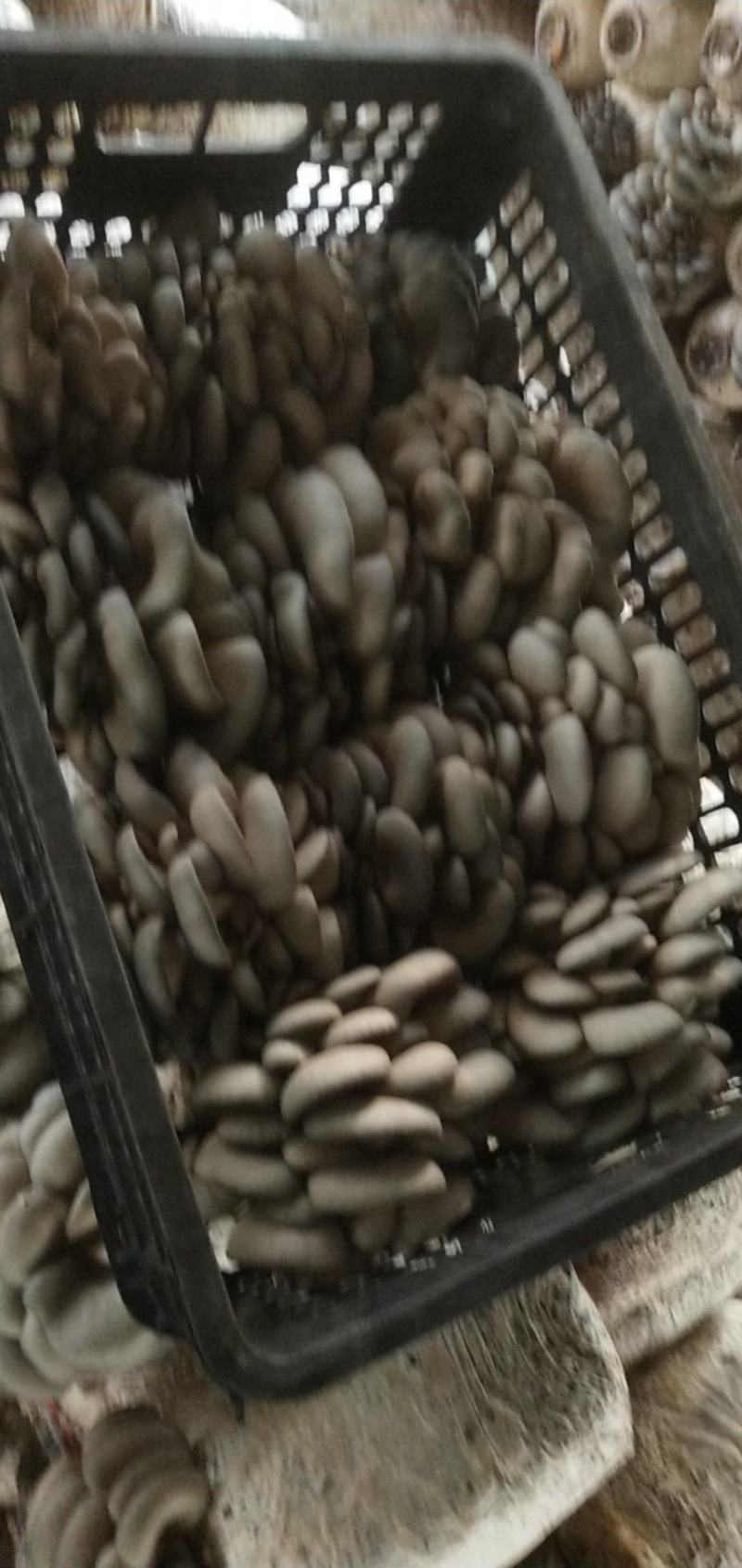 价格美丽，欢迎各位大佬前来订购