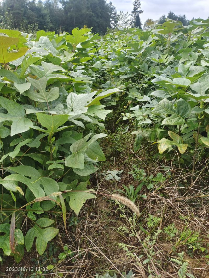 马褂木小苗，马褂木苗。一年苗优质苗一亩田联系