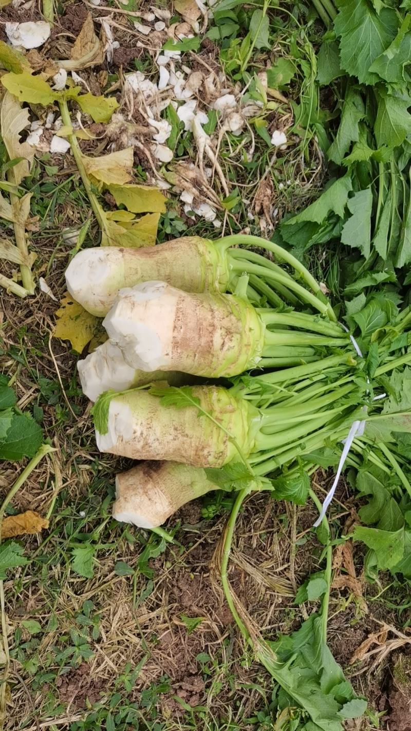 产地大头菜，市场货工厂货供应，各种规格，欢迎商家直购。