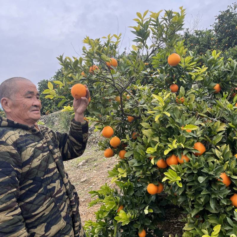 退役老哥，种植户，看货摘果