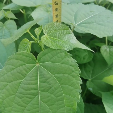 山桐子苗，山桐子树苗苗高50～1米，