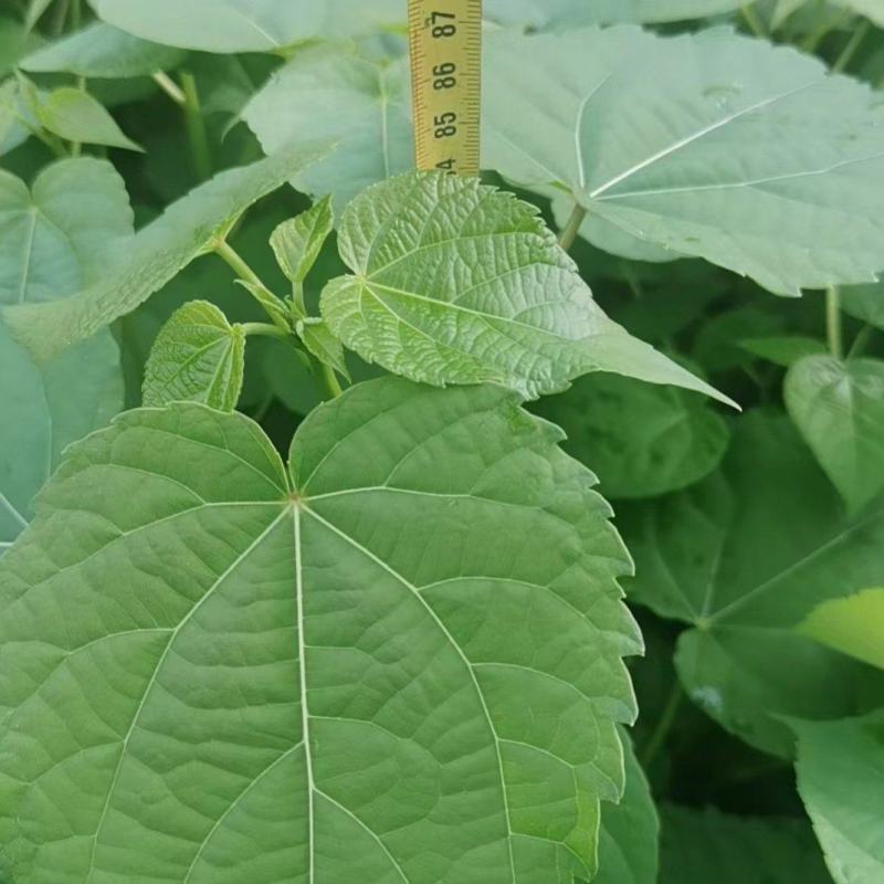 山桐子苗，山桐子树苗苗高50～1米，