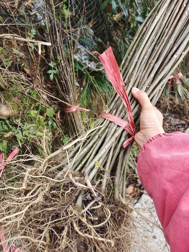 山桐子苗，山桐子树苗苗高50～1米，