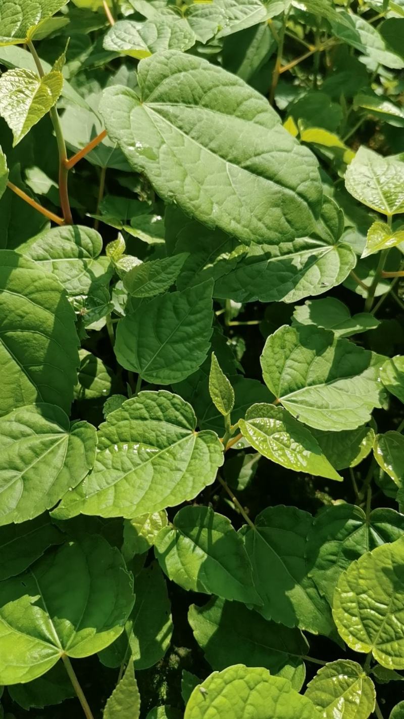山桐子苗，山桐子树苗苗高50～1米，