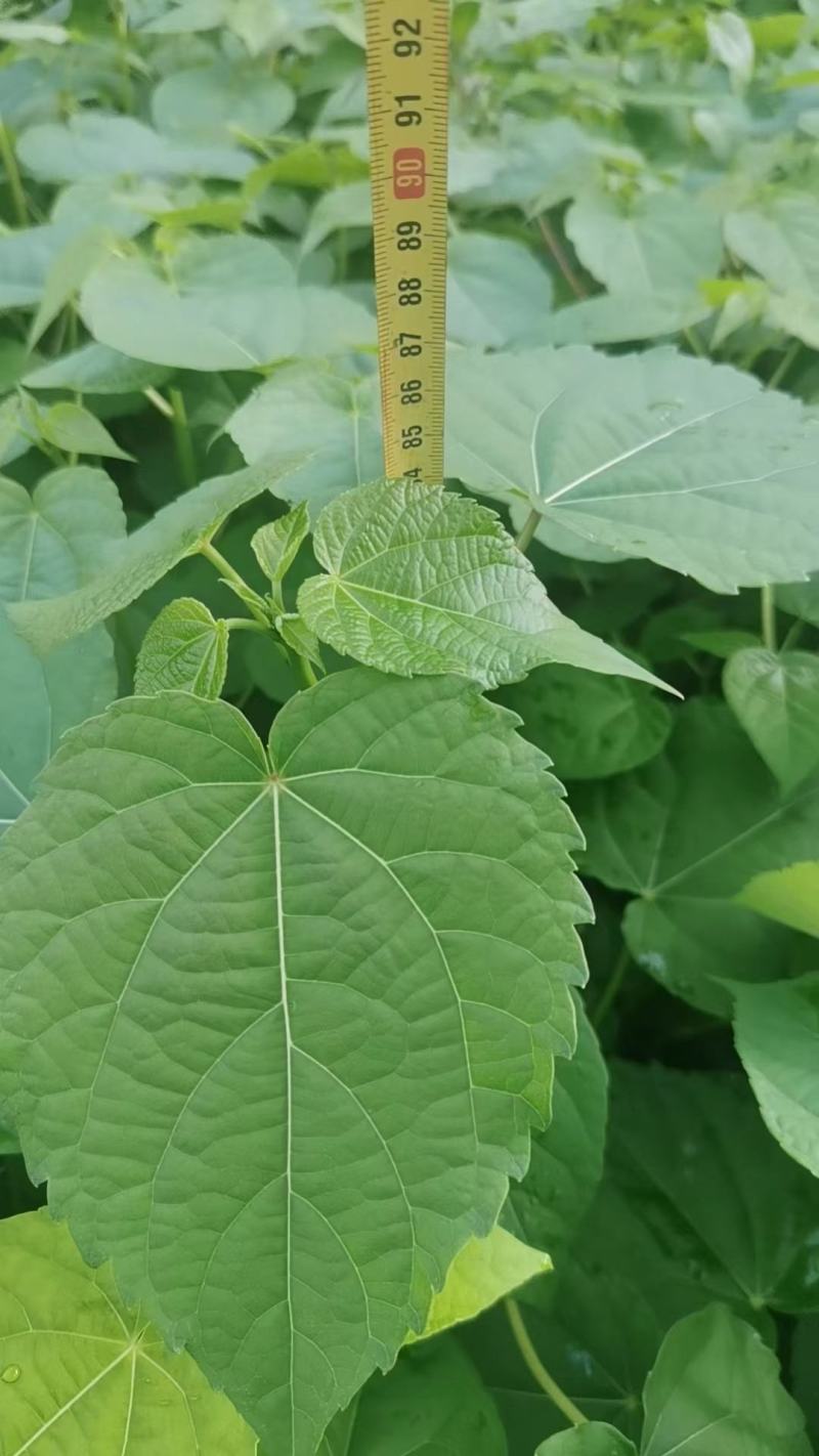 山桐子苗，山桐子树苗苗高50～1米，