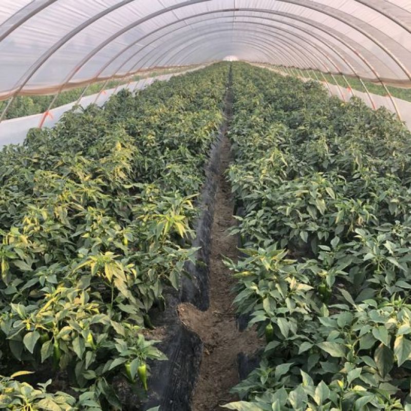河北青椒大量有货，欢迎咨询，实地看货，洽谈合作，从业多年
