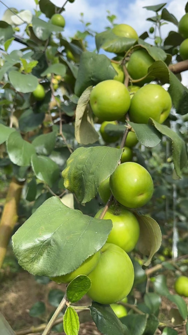 苹果枣