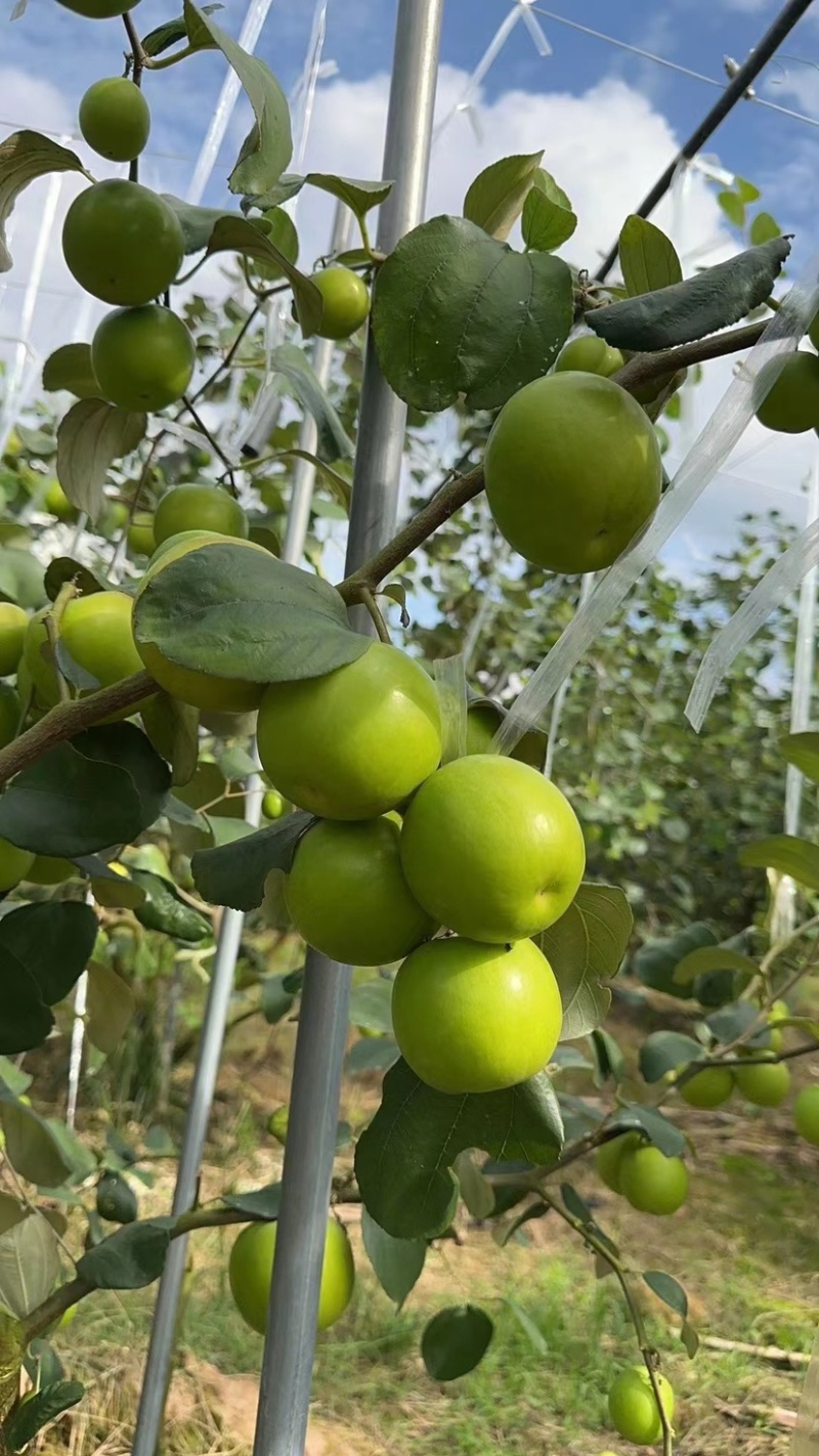苹果枣