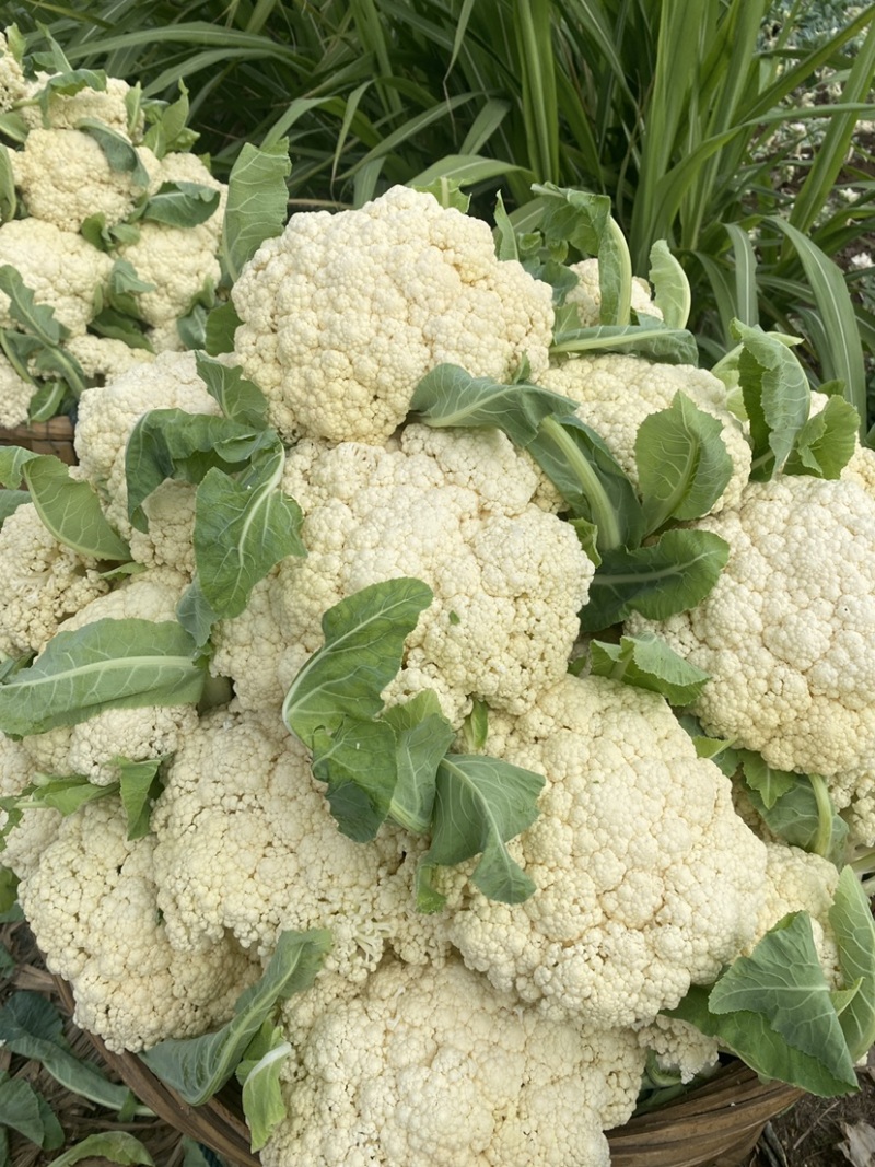 松花，白花菜产地直销