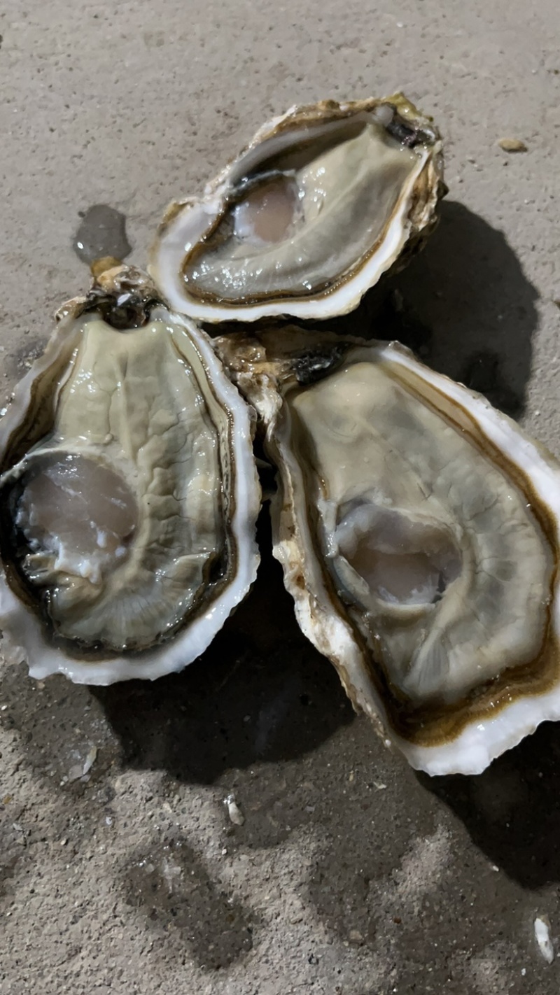 乳山生蚝三倍体，全规格，薄壳显个，精品肥度