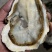 乳山生蚝三倍体，全规格，薄壳显个，精品肥度
