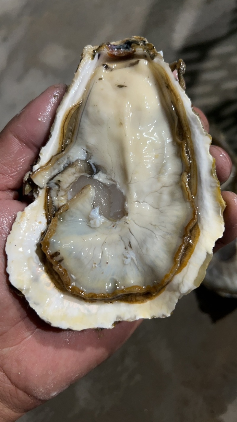乳山生蚝三倍体，全规格，薄壳显个，精品肥度