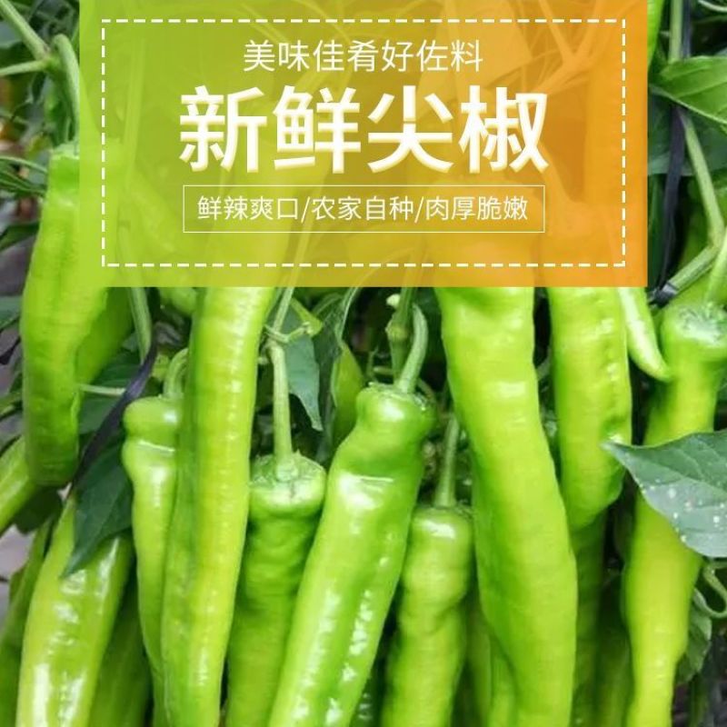 河北邯郸尖椒大量有货，欢迎咨询实地看货，洽谈合作