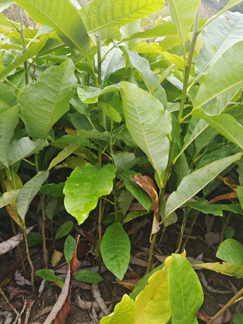 厚朴苗，厚朴小苗，厚朴树苗。40～80cm