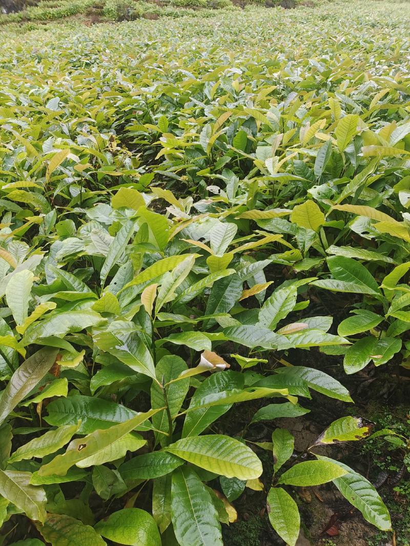 厚朴苗，厚朴小苗，厚朴树苗。40～80cm