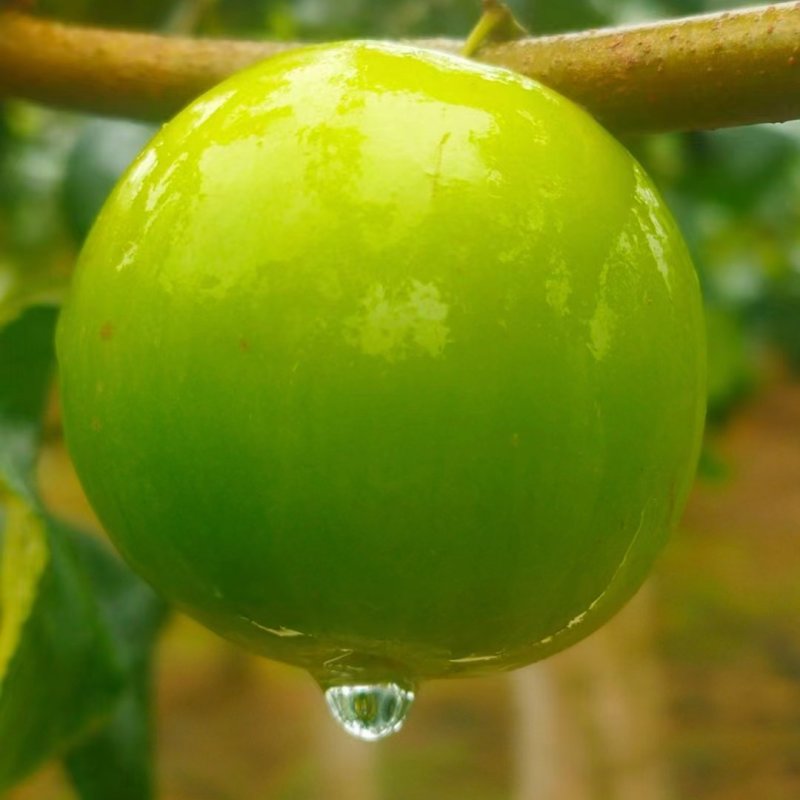 苹果枣脆甜多汁