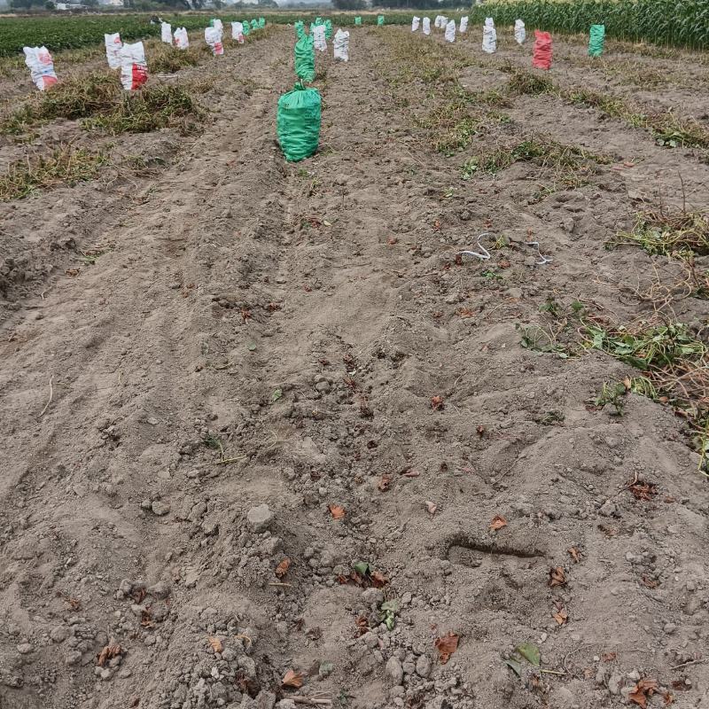 西瓜红红薯广东西瓜红红薯大量有货产地直供品质有保证