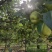 自家种植早酥梨、皇冠梨，表面光洁无斑果肉细腻多汁！
