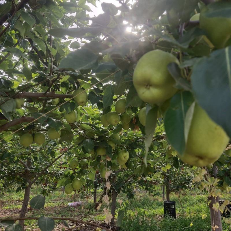 自家种植早酥梨、皇冠梨，表面光洁无斑果肉细腻多汁！