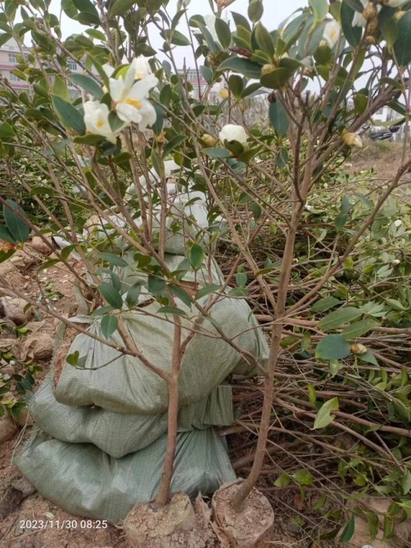 【精选】湖南油茶苗1年到四年生嫁接苗，批发价包邮手续其全