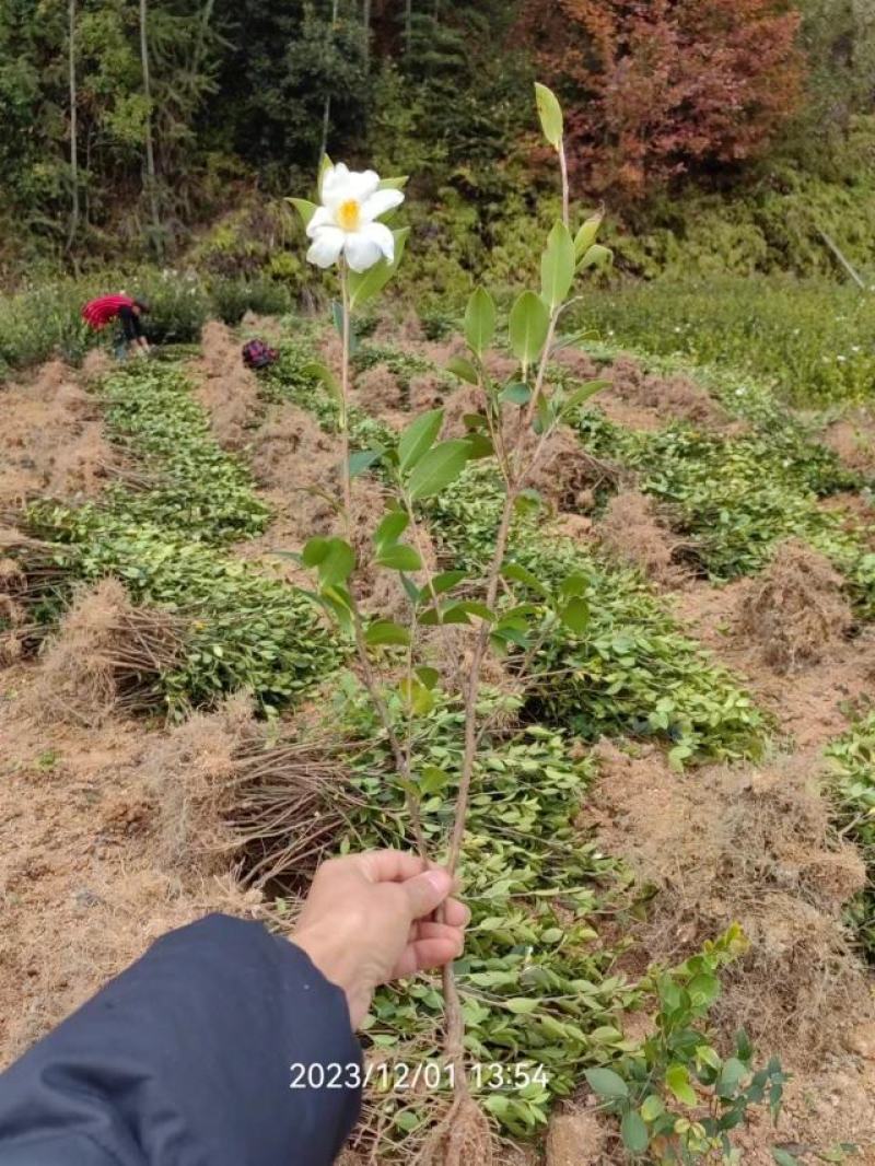 【精选】湖南油茶苗1年到四年生嫁接苗，批发价包邮手续其全