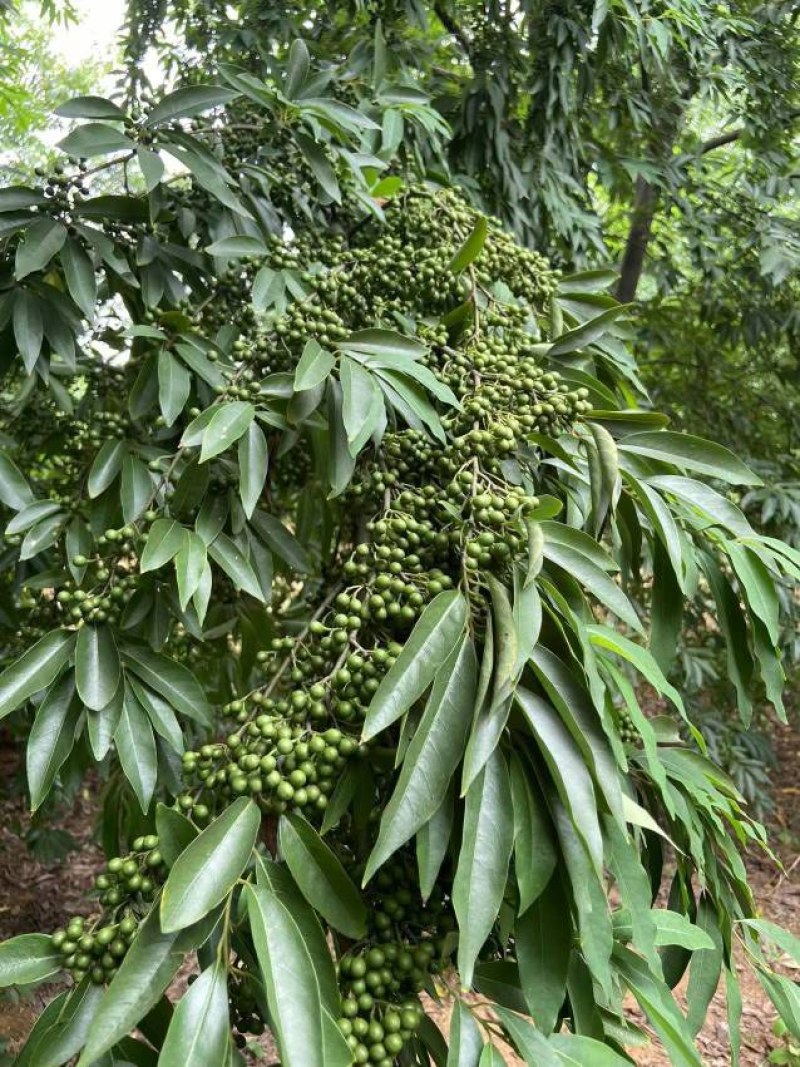 大叶品种山苍子木姜子苗