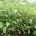 大叶品种山苍子木姜子苗