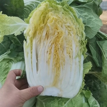 【热卖】黄心大白菜大量有货品质保证支持视频看货欢迎来电